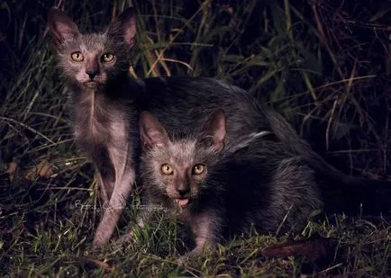 Лика (lykoi) - котки, върколаци