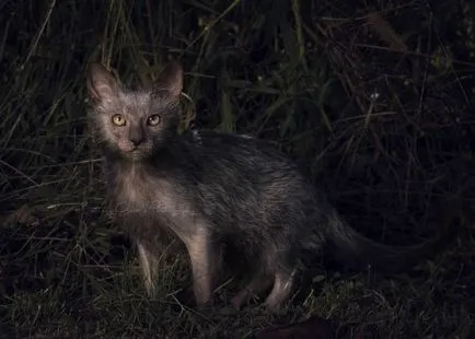 Лика (lykoi) - котки, върколаци