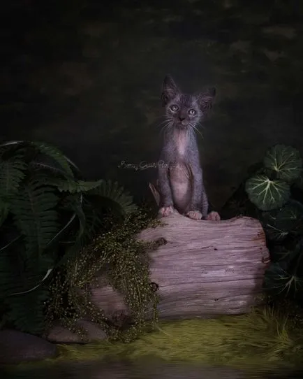 Лика (lykoi) - котки, върколаци
