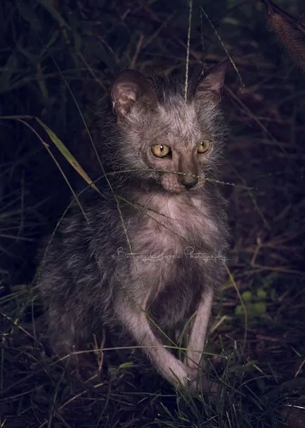 Лика (lykoi) - котки, върколаци