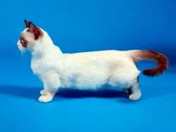 малки котки