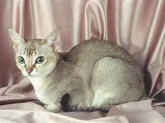 малки котки