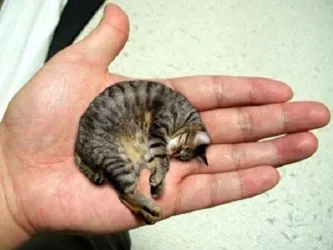 малки котки