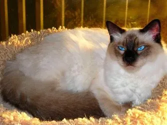малки котки