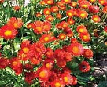 Erigeron обработка на семена, грижи