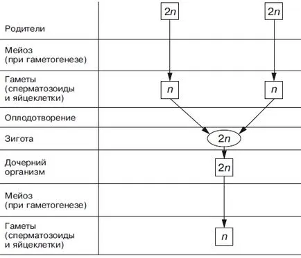 Мейоза, фаза, биологична стойност (биологични) Мейоза, фаза, биологичната значимост