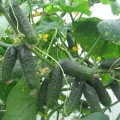 Колко далеч да засадят краставици в оранжерията и на открито място