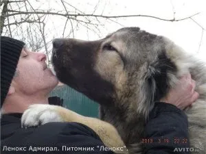 Мога ли варени картофи кученце, моето кученце (това е невъзможно да се хранят кучетата) Мога ли варени картофи кученце, моето кученце