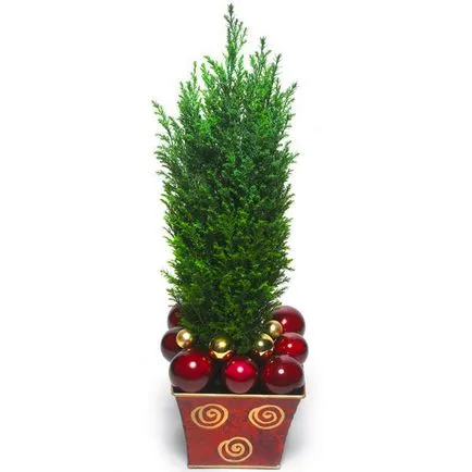 Juniper Грижи у дома