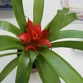 Nematanthus грижи у дома, снимки и видео (условия) Nematanthus грижи у дома, фото и видео