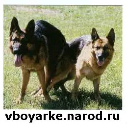 Немска овчарка за чифтосване, или когато правото да се предяви на куче