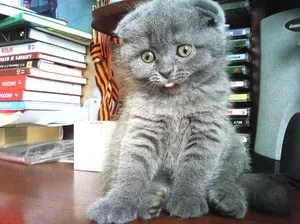 Необичайни имена за сиви котки момчета да се обадя британски и шотландски котенца