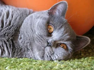 Необичайни имена за сиви котки момчета да се обадя британски и шотландски котенца