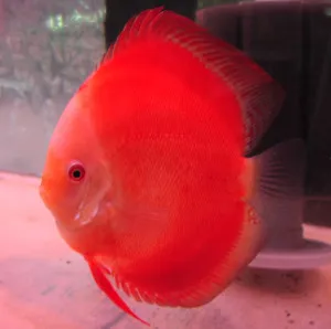 Име на декоративни риби снимка видео каталог видове, аквариумни рибки