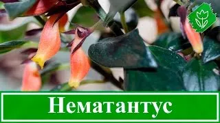 Nematanthus (gipotsirta) грижи в дома, снимки, видовете