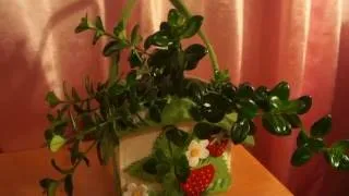 Nematanthus (gipotsirta) грижи в дома, снимки, видовете