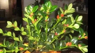 Nematanthus (gipotsirta) грижи в дома, снимки, видовете