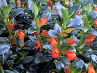 Nematanthus цвете грижи в дома и развъждане