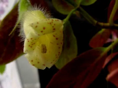 Nematanthus цвете грижи в дома и развъждане