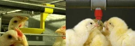 Нипелни поилки за пилета и пилета с техните ръце видове снимка