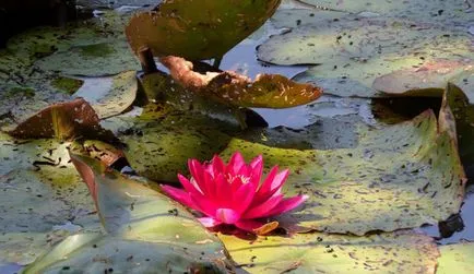 Nymphaion (водна лилия) засаждане на правила и грижи на водна лилия