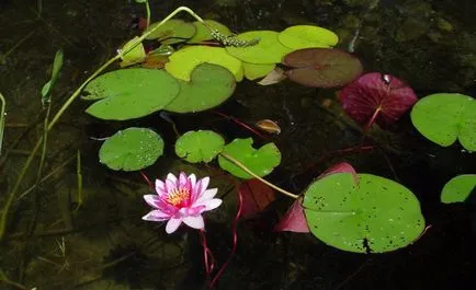 Nymphaion (водна лилия) засаждане на правила и грижи на водна лилия (лилия) Nymphaion (водна лилия) засаждане на правила и грижи на водна лилия