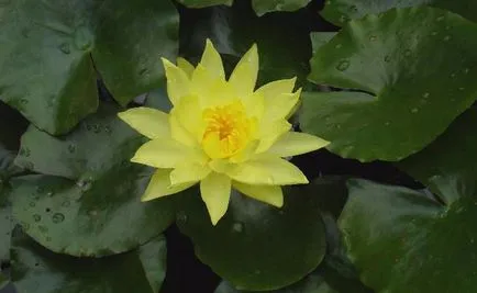 Nymphaion (водна лилия) засаждане на правила и грижи на водна лилия (лилия растение) Nymphaion (водна лилия) засаждане на правила и грижи на водна лилия