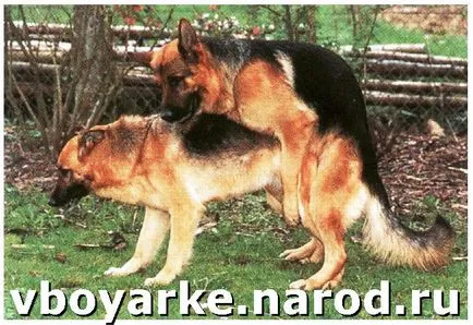 Немска овчарка за чифтосване, или когато правото да се предяви на куче