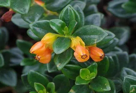 Nematanthus грижи у дома, снимки и видео (грижи) Nematanthus грижи у дома, фото и видео