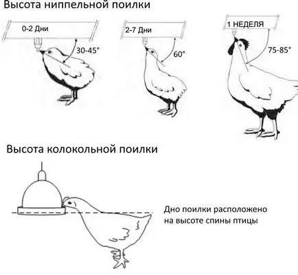 Нипелни поилки за пилета как да направите своя собствена ръце, снимки, видео