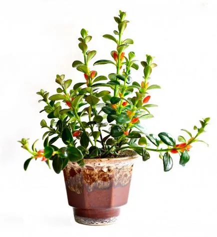Nematanthus (gipotsirta) грижи в дома, снимки, видовете