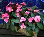 Impatiens - terem és a kert, fajták balzsam, képek, kedvenc virágok (Impatiens) Impatiens - terem és a kert, fajták balzsam, képek, kedvenc virágok