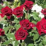 Azalea, hogyan kell gondoskodni otthon, ha a száraz leveleket, fotó, videó (levél) Azalea, hogyan kell gondoskodni otthon, ha a száraz leveleket, fotó, videó