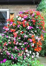 Impatiens - terem és a kert, fajták balzsam, képek, kedvenc virágok (fajta) Impatiens - terem és a kert, fajták balzsam, képek, kedvenc virágok
