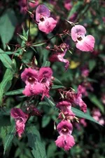 Impatiens - terem és a kert, fajták balzsam, képek, kedvenc virágok (Magyarország Vanka nedves) Impatiens - terem és a kert, fajták balzsam, képek, kedvenc virágok