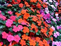Impatiens - terem és a kert, fajták balzsam, képek, kedvenc virágok (kert) Impatiens - terem és a kert, fajták balzsam, képek, kedvenc virágok