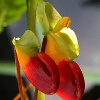 Impatiens - terem és a kert, fajták balzsam, képek, kedvenc virágok (kert) Impatiens - terem és a kert, fajták balzsam, képek, kedvenc virágok