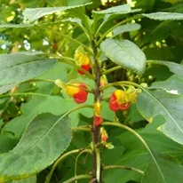 Impatiens - terem és a kert, fajták balzsam, képek, kedvenc virágok (kert) Impatiens - terem és a kert, fajták balzsam, képek, kedvenc virágok