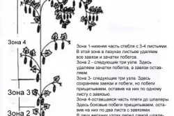 Padlizsántermesztés és karbantartás, mezőgazdasági