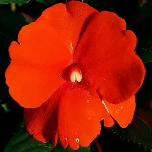 Impatiens - terem és a kert, fajták balzsam, képek, kedvenc virágok (balzsam) Impatiens - terem és a kert, fajták balzsam, képek, kedvenc virágok