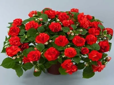 Impatiens - virág terem haza, leírás, fotó