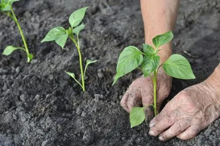 A padlizsán és a paprika egy üvegház, mint egy növény, és nő együtt, mint alkotó, hogy