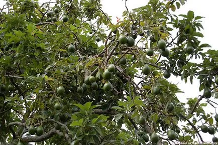 Avocado - hogyan kell enni rendesen, szendvicsek receptek, hogy mennyit lehet enni egy nap, milyen