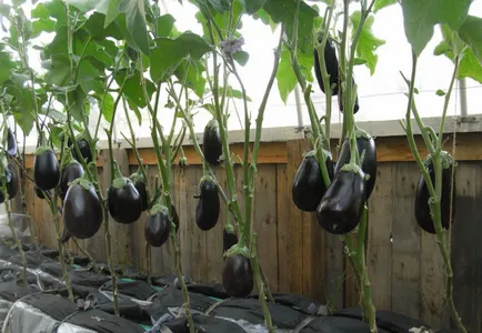 A padlizsán és a paprika egy üvegház, mint egy növény, és nő együtt, mint alkotó, hogy