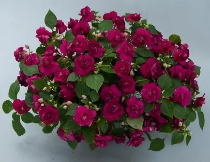 Impatiens - virág terem haza, leírás, fotó