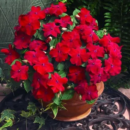 Impatiens - virág terem haza, leírás, fotó