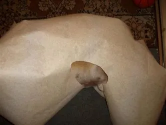 Облекло за Pugs