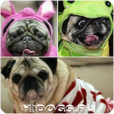 Pugs за това как да изберете дрехи и да направи свой собствен (снимка)