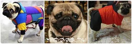 Pugs за това как да изберете дрехи и да направи свой собствен (снимка)