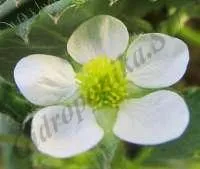 Опрашване ягоди (ягоди)